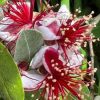 Feijoa Sellowiana 4.5In - Image 2